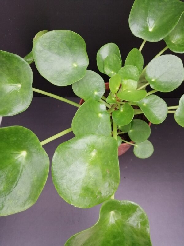 Pilea peperomioides