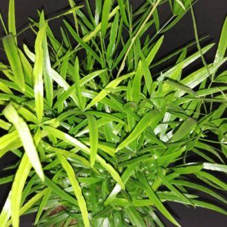 Asparagus falcatus