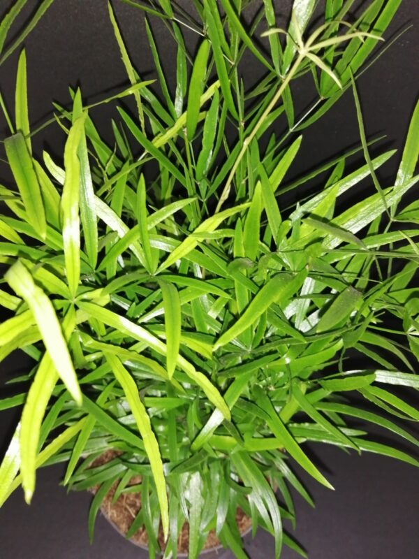 Asparagus falcatus