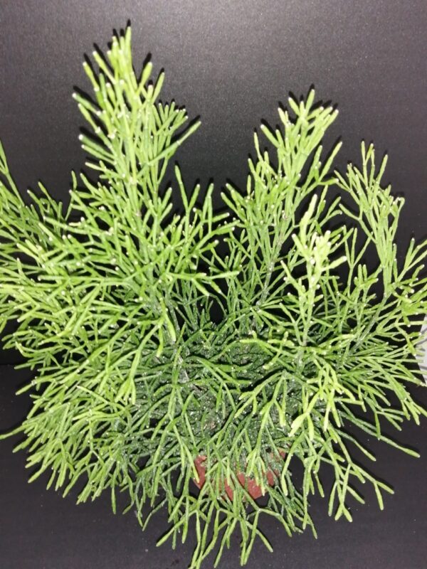 Rhipsalis capilliformis