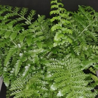 Asplenium Parvati