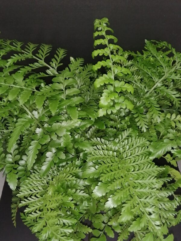 Asplenium Parvati