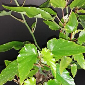 Begonia Black Gold