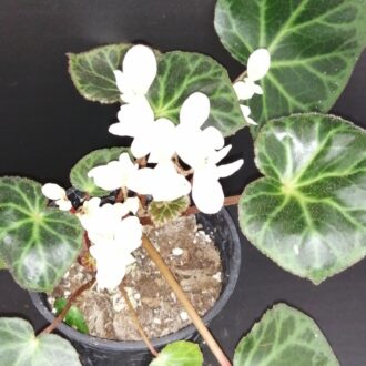 Begonia brooksii