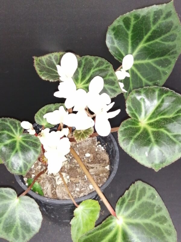 Begonia brooksii
