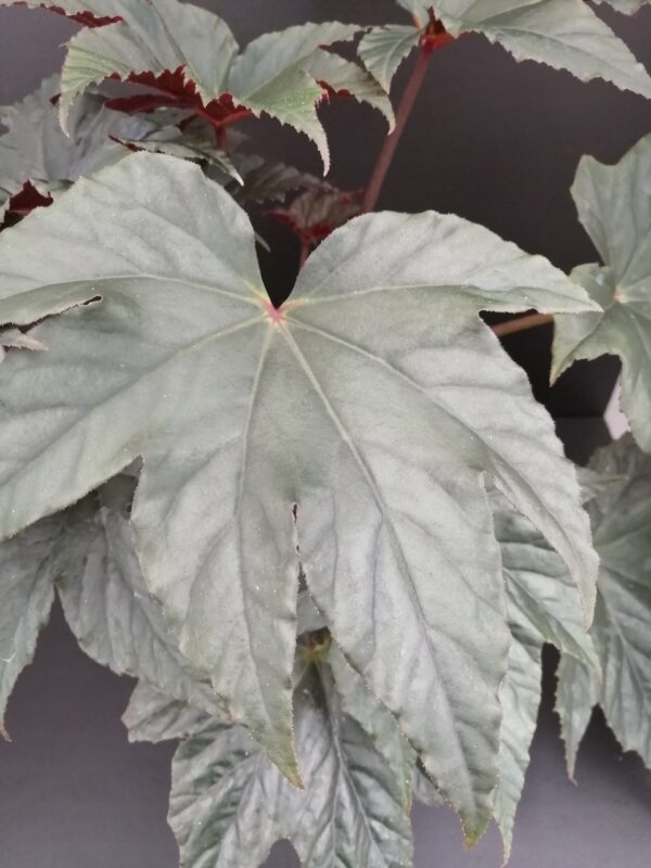 Begonia Bashful Bandit