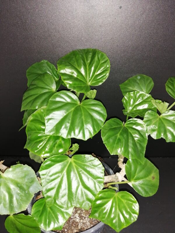 Begonia convolvulacea