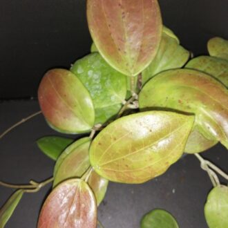 Hoya arnottiana