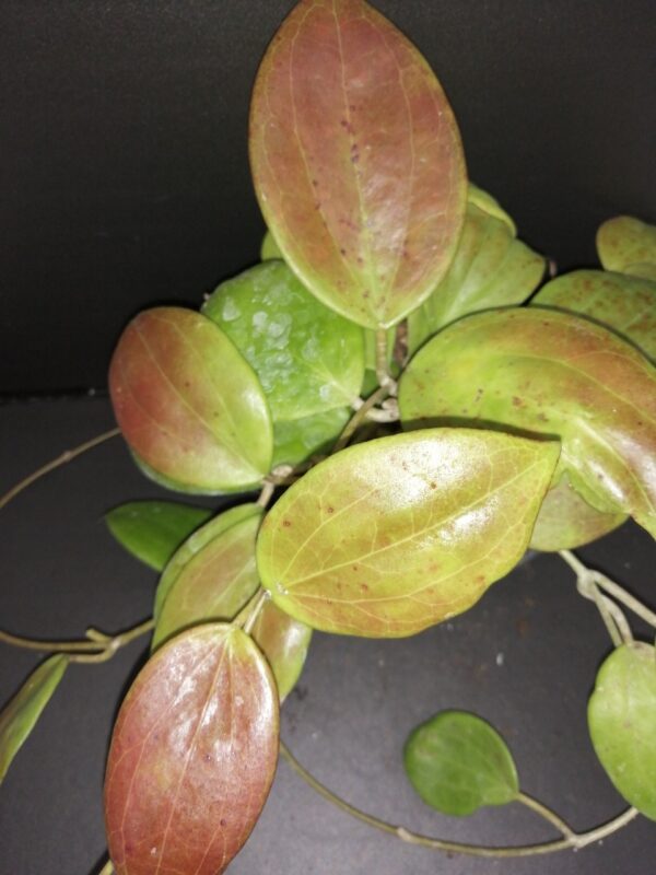 Hoya arnottiana