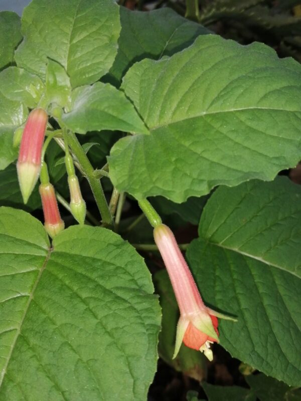 Fuchsia Speciosa