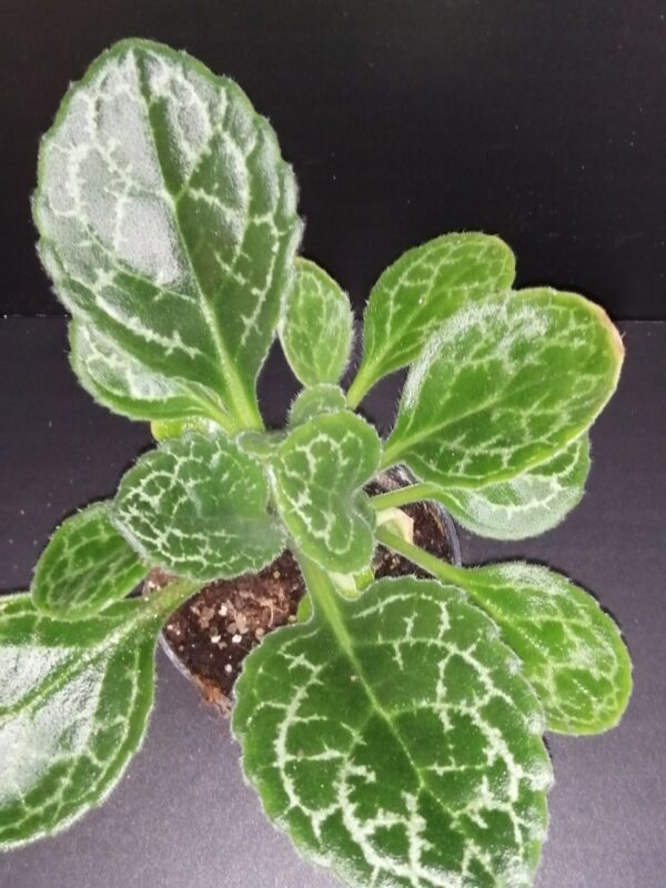 Streptocarpus Pretty Turtle Primulina Pretty Turtle