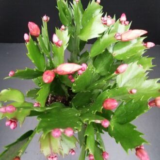 Schlumbergera truncata