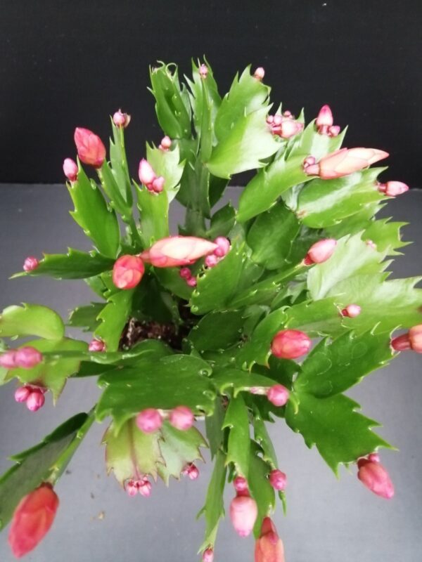 Schlumbergera truncata