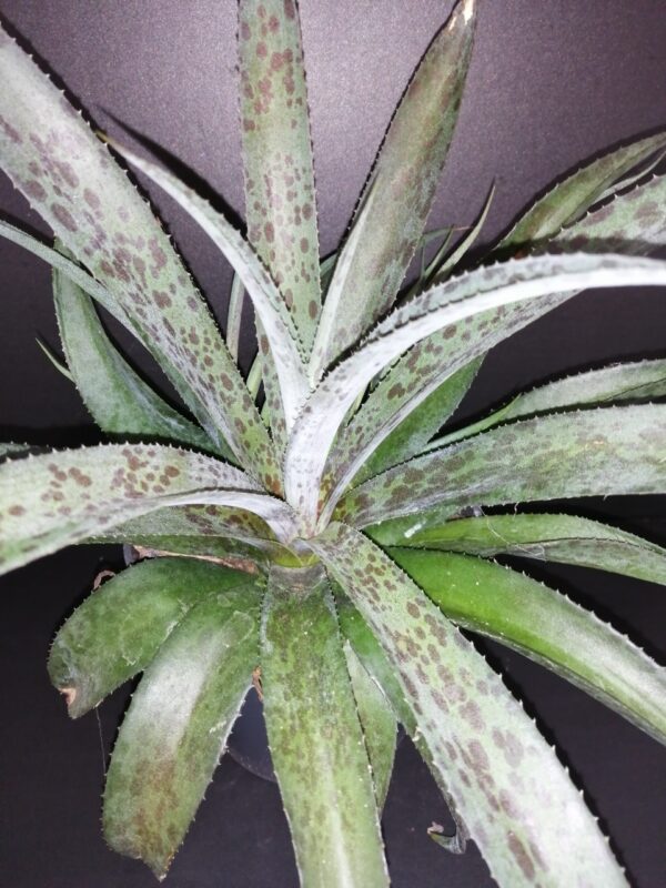 Mongave Pineapple Express