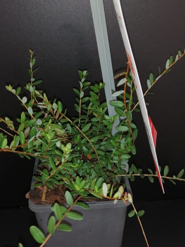Vaccinum macrocarpon Cranberry