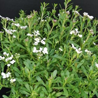 Iberis sempervirens