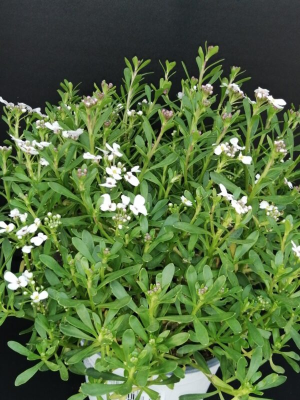 Iberis sempervirens