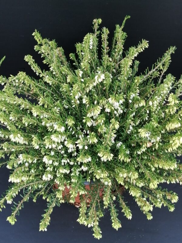 Erica darleyensis White
