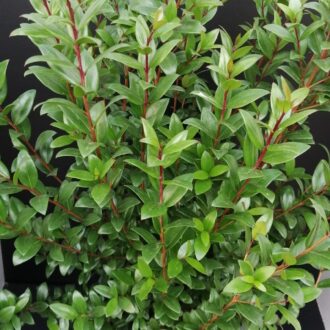 Myrtus communis