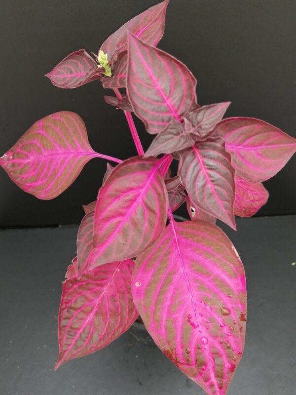 Iresine herbstii acuminata (versicolor)