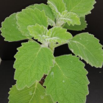 Plectranthus Mont Carbine