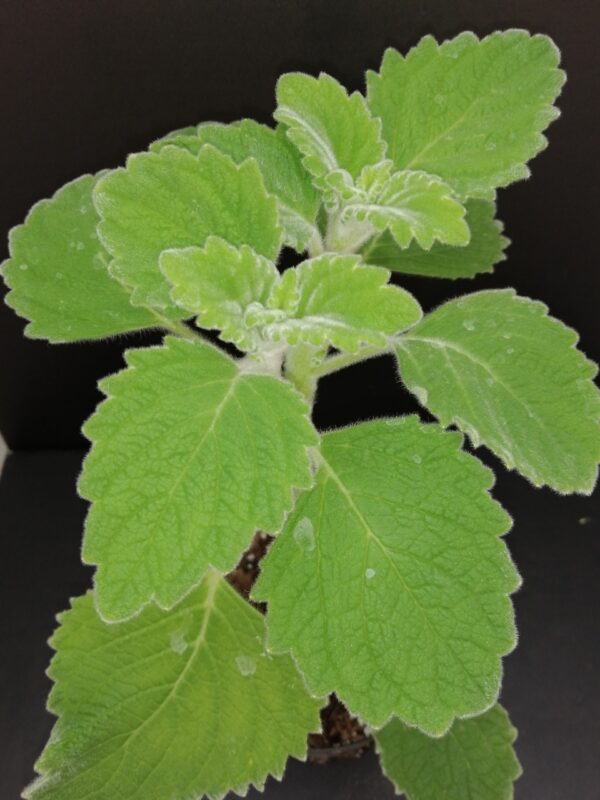 Plectranthus Mont Carbine