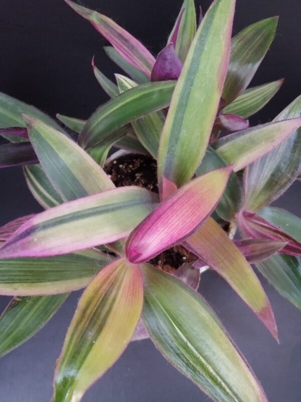 Tradescantia pallida Pink Stripe