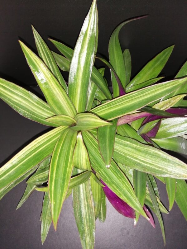 Tradescantia spathacea Cream