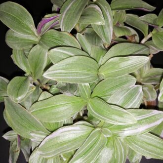 Tradescantia Mini Lilac