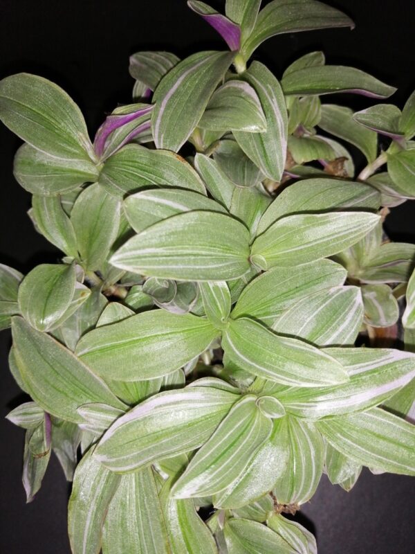 Tradescantia Mini Lilac