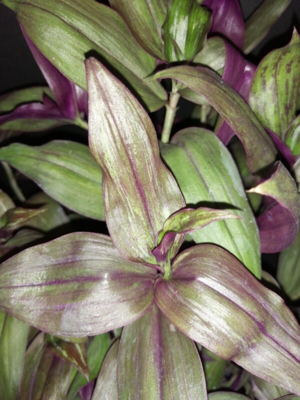 Tradescantia zebrina Red Gem