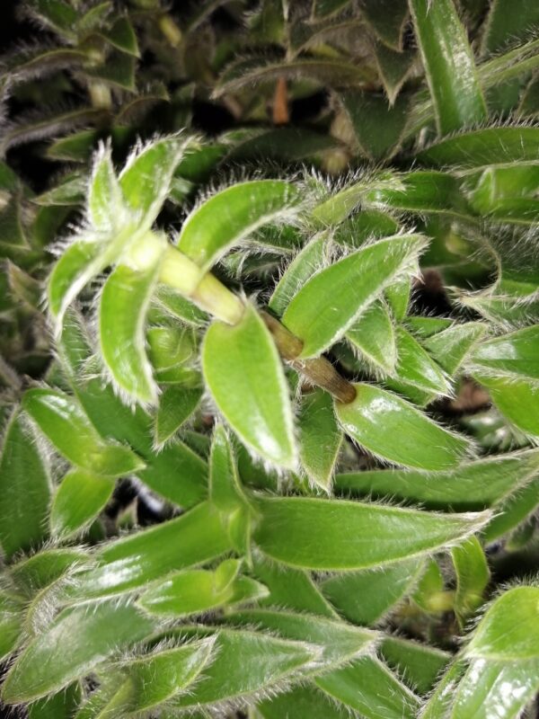 Cyanotis vaga, Commelina hirsuta, Cyanotis abyssinica
