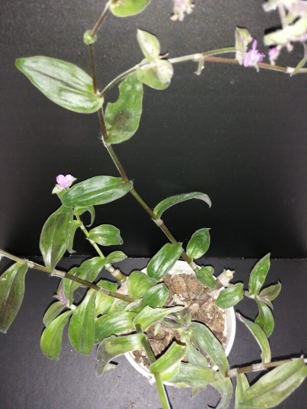 Tradescantia Stanley