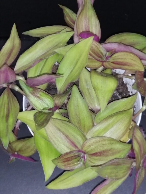 Tradescantia zebrina var. mollipila Purple Plush