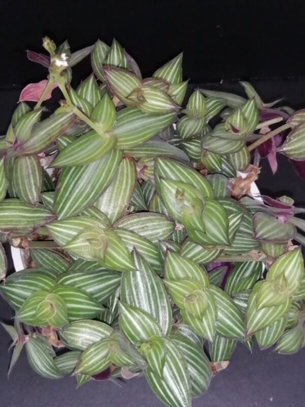 Callisia gentlei var. elegans,  sin. Sectrasea striata