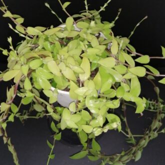 Callisia repens forma II