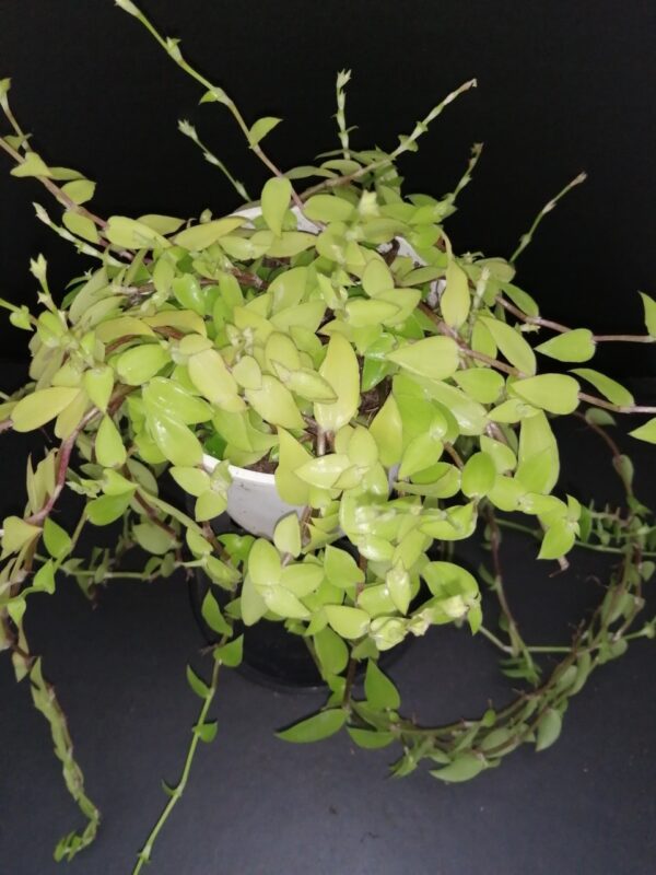Callisia repens forma II