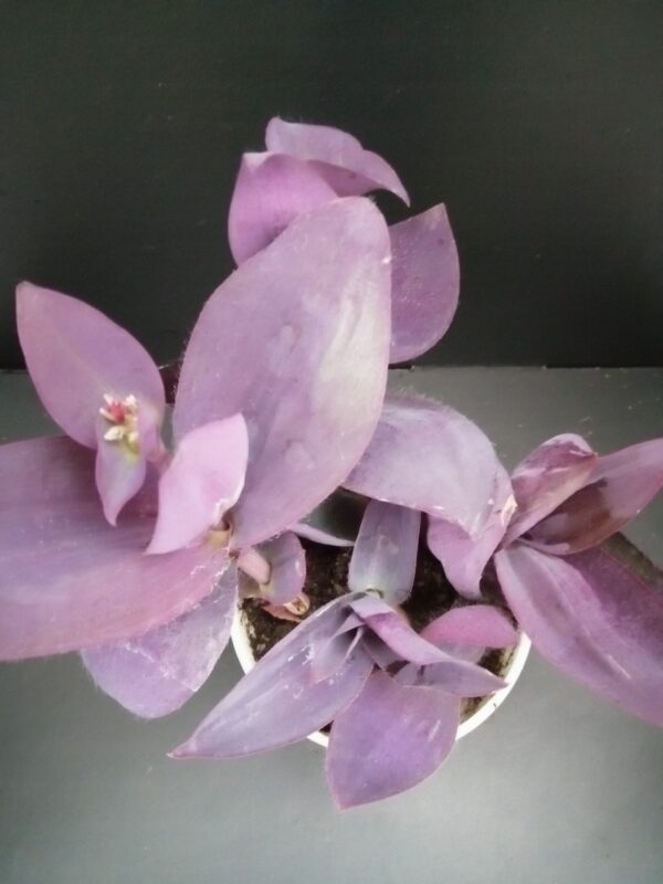 Tradescantia pallida Kartuz Giant, sin. Biltmore Estate