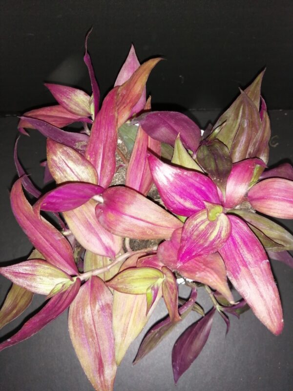 Tradescantia zebrina discolor MMe Lequesne