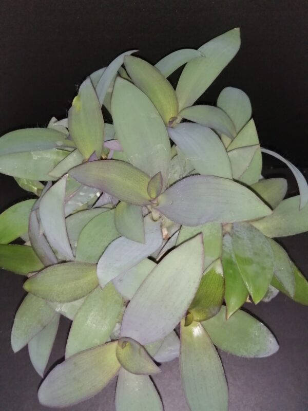 Tradescantia pallida Blue Sue , syn Sectrasea pallida Blue Sue