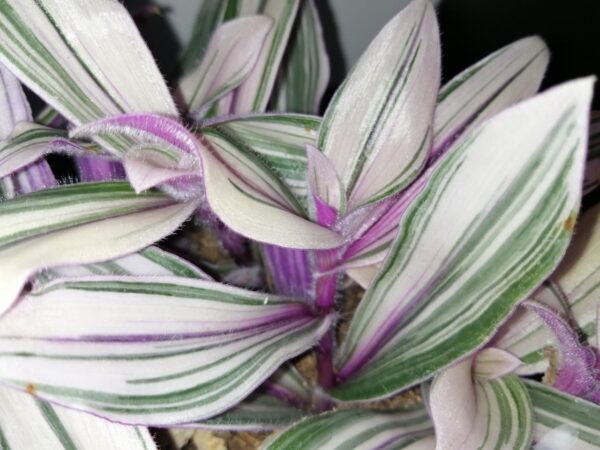 Tradescantia cerinthoides Pink Furry