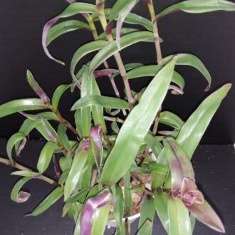 Tradescantia pallida Tampicana, Cyanotis aracnoidea