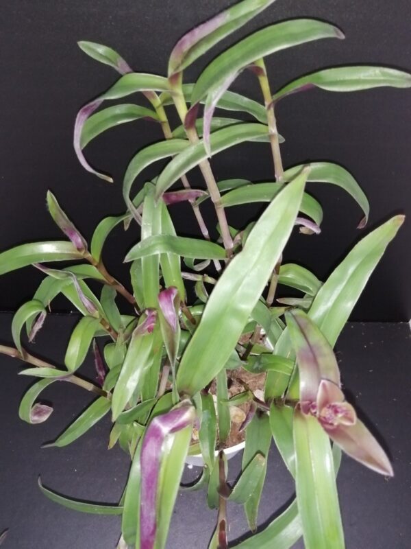 Tradescantia pallida Tampicana, Cyanotis aracnoidea