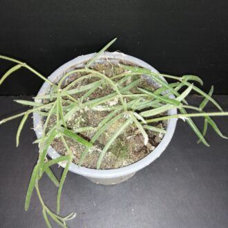 Hoya linearis
