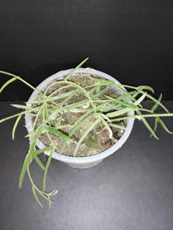 Hoya linearis