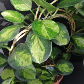 Hoya australis ssp.tenuipes Lisa