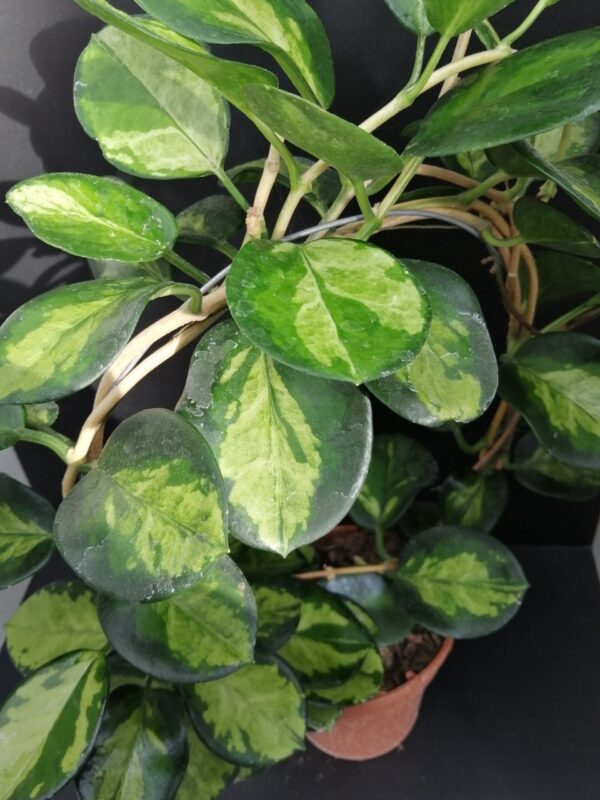 Hoya australis ssp.tenuipes Lisa