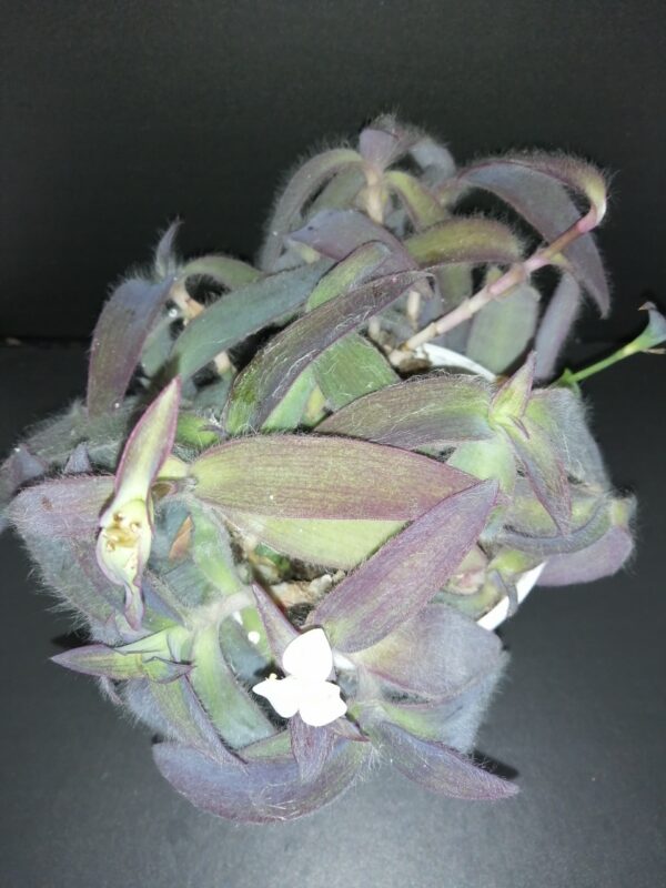 Tradescantia pallida Ocampo White