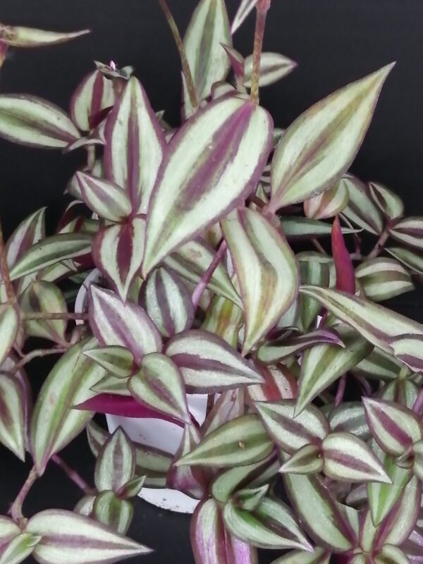 Tradescantia zebrina