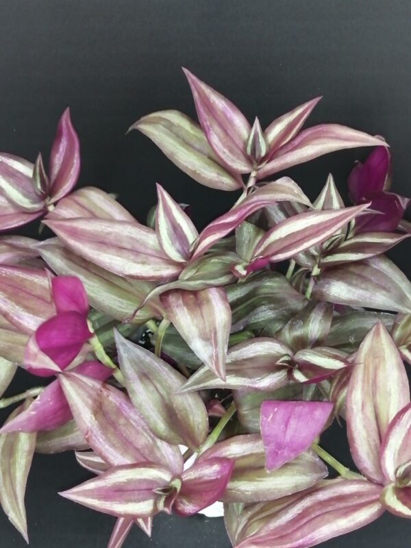 Tradescantia zebrina Giant
